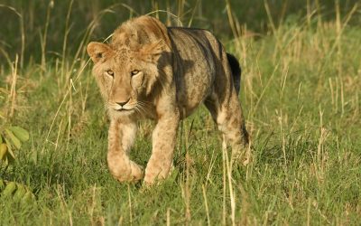 Activities In Queen Elizabeth National Park /Uganda Wildlife Safari