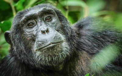What To Pack for A Chimpanzee Trekking Safari in Uganda? Kibale National Park/Uganda Safari Tour