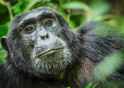 image_chimpanzee_in_kyambura_gorge