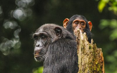 Kibale National Park Uganda /Uganda Safaris