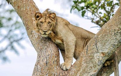 Queen Elizabeth National Park awaits you