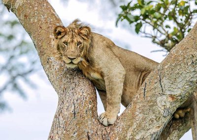 image_treee_climbing_lion_at_queen_elizabeth_national_park