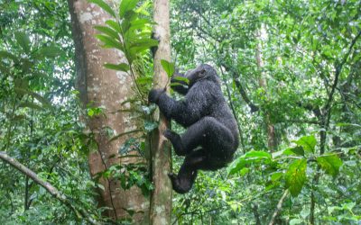 How To Get to Bwindi Impenetrable Forest National Park /Uganda Gorilla Trekking